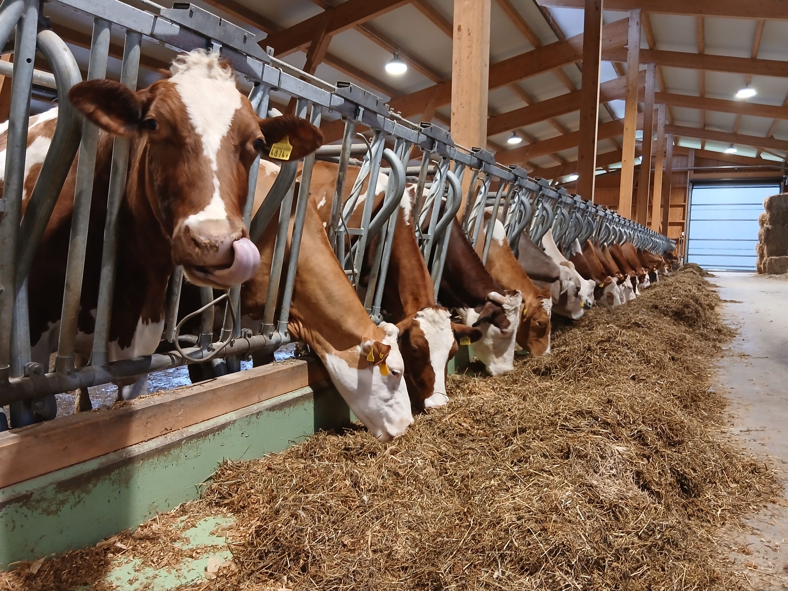 Kühe im Stall